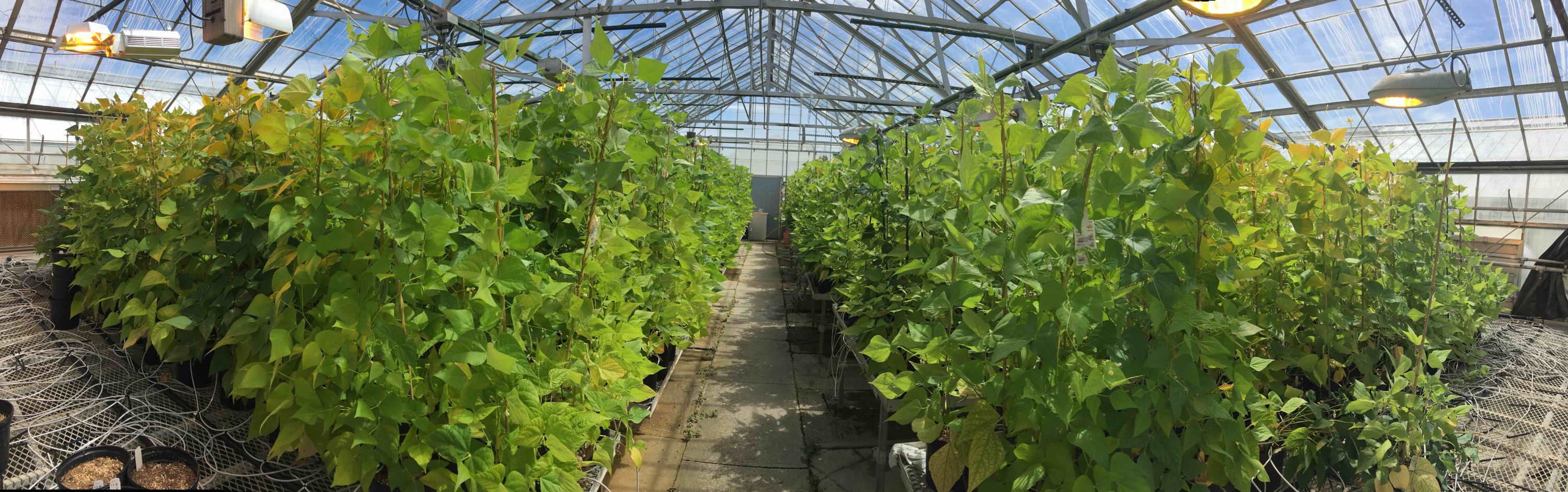 Research Greenhouse Complex Research Technology Support Facility